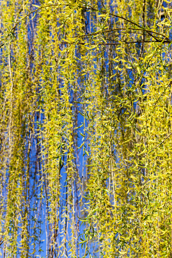 的第一个绿色和黄色的树叶柳树树早期中期春天气候变暖原因树叶成长树叶柳树
