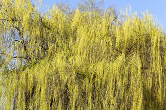 的第一个绿色和黄色的树叶<strong>柳树</strong>树早期中期春天气候变暖原因树叶成长树叶<strong>柳树</strong>