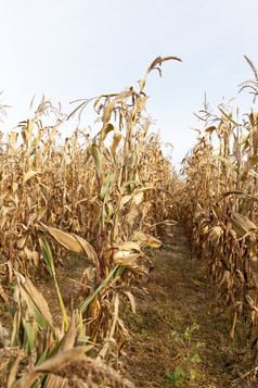 特写镜头照片农业场哪一个成熟的干玉米生长干黄色的玉米