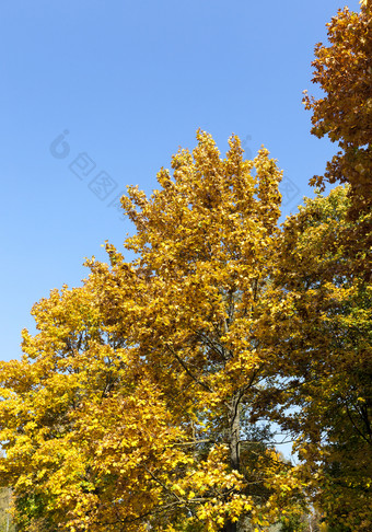 泛黄的叶子枫木树的秋天季节蓝色的天空的背景照片采取特写镜头的树叶照亮阳光公园泛黄枫木树秋天