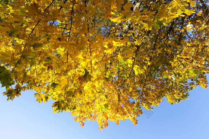 树与泛黄枫木叶子秋天季节的照片是采取关闭的背景一个可以看到的蓝色的天空早期秋天阳光泛黄枫木树的秋天