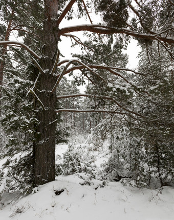 森林哪一个松树成长照片大苍白瘤的冬天季节树的森林冬天