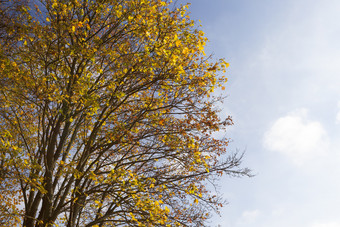 树与泛黄枫木叶子秋天季节的照片是采取关闭的背景一个可以看到的蓝色的天空早期秋天阳光泛黄枫木树的秋天