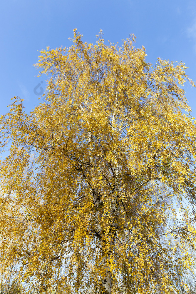 泛黄秋天桦木树叶在的季节拍摄的角的树顶的背景蓝色的天空泛黄叶子桦木