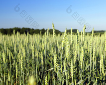 日益增长的农业场不成熟的绿色小麦照片特写镜头一些耳朵与小深度场蓝色的天空的背景绿色生麦片
