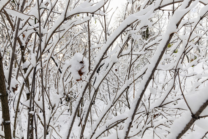 树日益增长的的公园覆盖与雪后的最后的降雪照片植物分支机构使特写镜头小深度场冬天季节树覆盖与雪