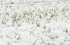 冬天豆芽绿色小麦覆盖与雪后的最后的雪多云的天气农场场拍摄关闭与浅深度场小麦豆芽的雪