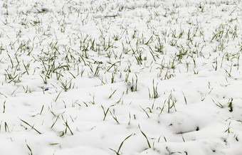 冬天<strong>豆芽绿色</strong>小麦覆盖与雪后的最后的雪多云的天气农场场拍摄关闭与浅深度场小麦<strong>豆芽</strong>的雪