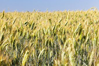农业场哪一个成长成熟的黄色的小麦准备好了为收获照片采取特写镜头与小深度场夏天季节蓝色的天空的背景成熟的泛黄草