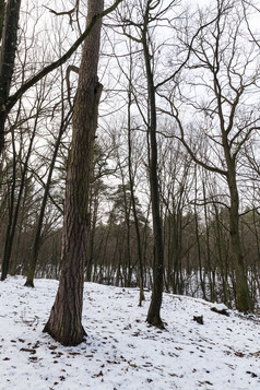 雪拍摄的冬天季节哪一个出现后降雪特写镜头雪飘冬天