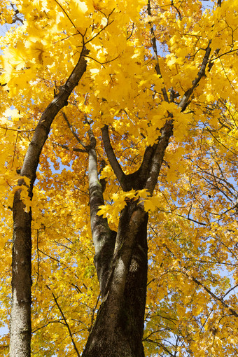 枫木树干季节取代的叶子泛黄的树叶的树枫木树干