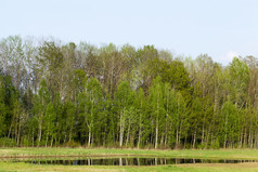 反射树和草大水坑后的最后的重降雨景观春天