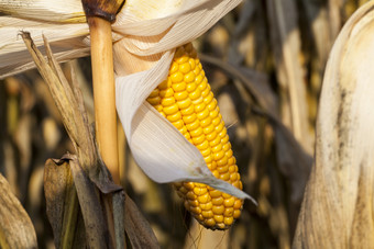 新鲜的开放耳朵玉米的茎植物日益增长的场之前收获特写镜头种子准备好了吃黄色的玉米结实的矮