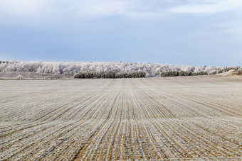 长行frost-covered小麦农业场霜霜树的背景阳光明媚的天气冬天景观