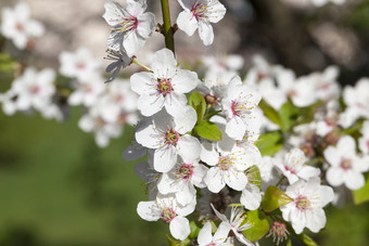 小白色樱桃花收集大与花序白色樱桃