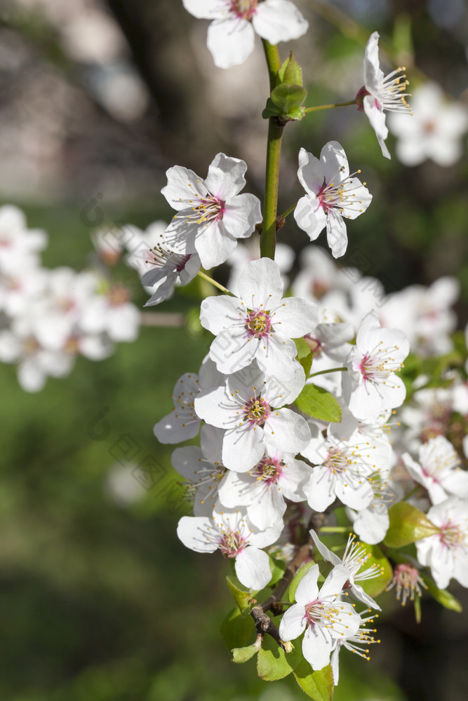 花序樱桃花的花园大数量白色花与花瓣白色樱桃花