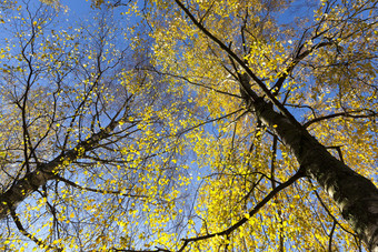 <strong>图片</strong>树<strong>树干</strong>从下面与年轻的多叶的春天与蓝色的天空春天春天树
