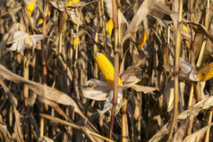 损坏的玉米玉米穗轴与黄色的种子的秋天季节玉米干
