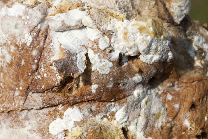 大量模具覆盖食物的形式面包被宠坏的食物生活威胁面包模具