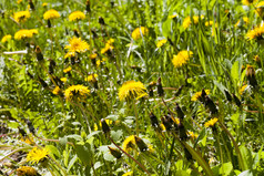 美丽的黄色的蒲公英的开始和开花草地与草场蒲公英
