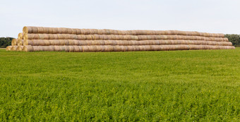 大数量圆柱栈说谎的场是结合成一个大存储结构为的冬天绿色小麦的新作物种植为的冬天日益增长的前面的栈数量栈