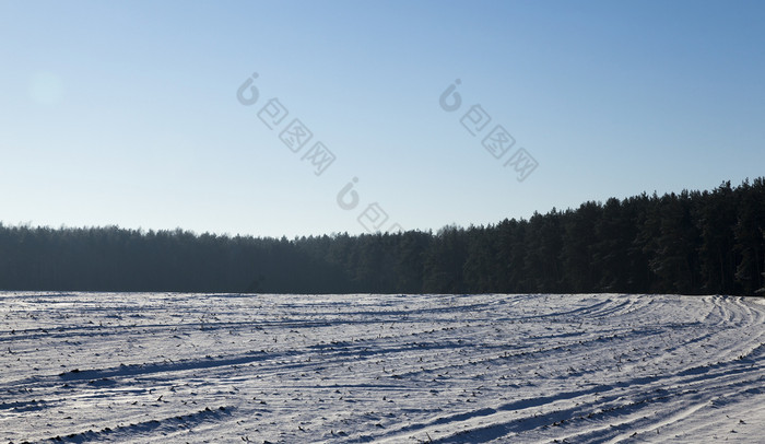 照片树日益增长的的森林覆盖与雪后降雪冬天时间特写镜头