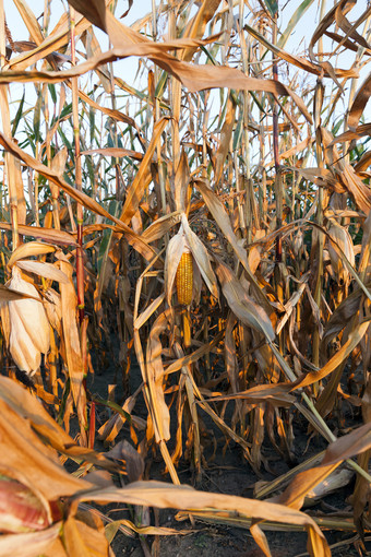 场的秋天季节哪一个特写镜头照片成熟的玉米黄色的成熟的玉米