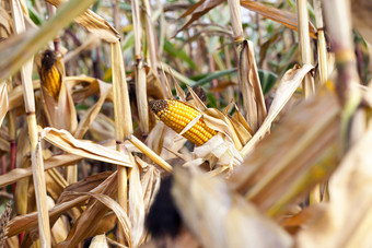 小农业场在哪里玉米种植秋天季节的玉米成熟的和准备好了为收获照片采取特写镜头与小深度场可见黄色的种子的开放从的叶子的植物农业场与玉米