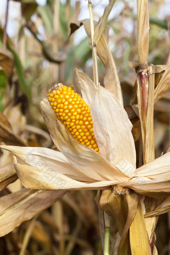农业场哪一个生长准备好了为收获成熟的黄色的玉米的结实的矮和她的秋天季节成熟的黄色的玉米