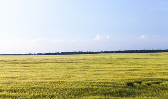 日益增长的农业场不成熟的绿色黑麦耳朵照片景观与小深度场蓝色的天空的背景绿色生麦片