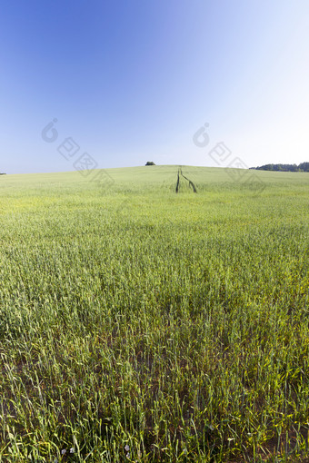 日益增长的农业场不成熟的绿色黑麦<strong>耳朵照片</strong>景观与小深度场蓝色的天空的背景绿色生麦片