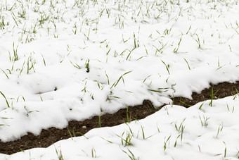 冬天<strong>豆芽</strong>绿色小麦覆盖与雪后的最后的雪多云的天气农场场拍摄关闭与浅深度场小麦<strong>豆芽</strong>的雪