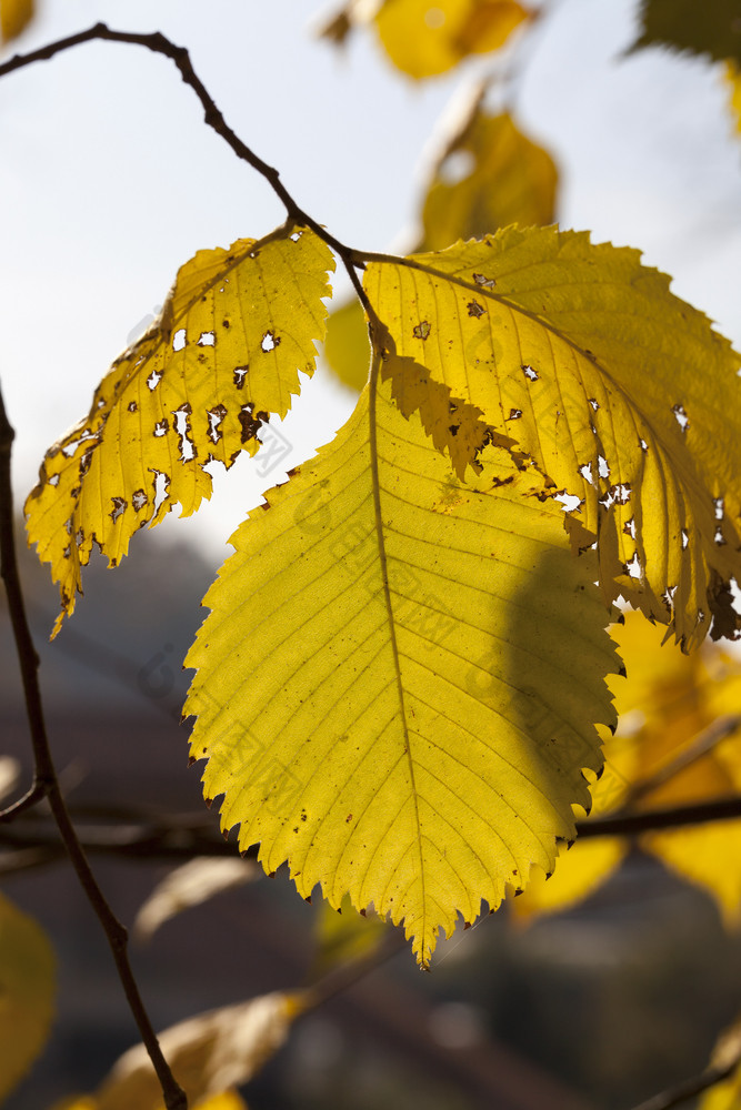 的泛黄树叶树的细节秋天和秋天气候变暖的泛黄树叶