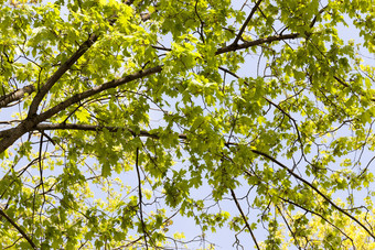 年轻的绿色枫木叶子的地方与美丽的味蕾的春天季节户外娱乐和观察春天树