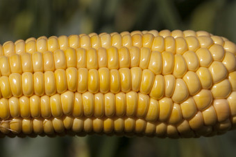 开放耳朵玉米与美丽的新鲜的黄色的谷物的农业场的夏天季节的耳朵玉米玉米