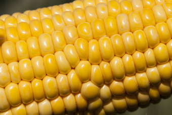 开放耳朵玉米与美丽的新鲜的黄色的谷物的农业场的夏天季节的耳朵玉米玉米场
