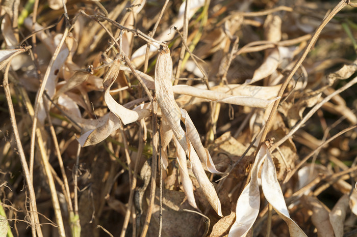 干茎豆子与空豆荚的收获的谷物哪一个有已经被收获在收获空稻草收获