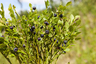 绿色越桔<strong>布什</strong>与黑色的成熟的和绿色生浆果森林植物有用的为愿景蓝莓<strong>布什</strong>森林