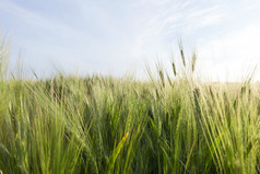 阴天气农业场与绿色大麦与长夏天景观多云的天气