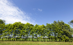 树与绿色叶子日益增长的的边缘的路树成长行夏天景观树