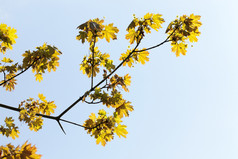 一个的第一个叶子枫木与绿色树叶基斯阳光觉醒自然后冬天枫木树叶春天