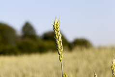 场在哪里绿色小麦黑麦生长高粮食收益率一个耳朵小麦场