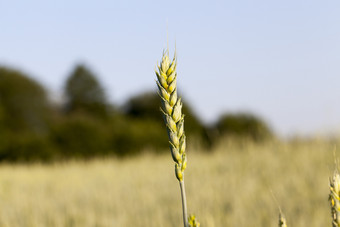 场在哪里绿色小麦黑麦生<strong>长高</strong>粮食收益率一个耳朵小麦场