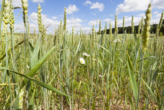 农业场与绿色生小麦小穗夏天黄白色雏菊成长在的小麦花绿色小麦场
