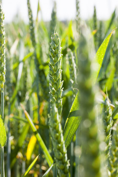 美丽的绿色阳光照亮小穗和叶子小麦日益增长的农业场绿色美丽的小麦