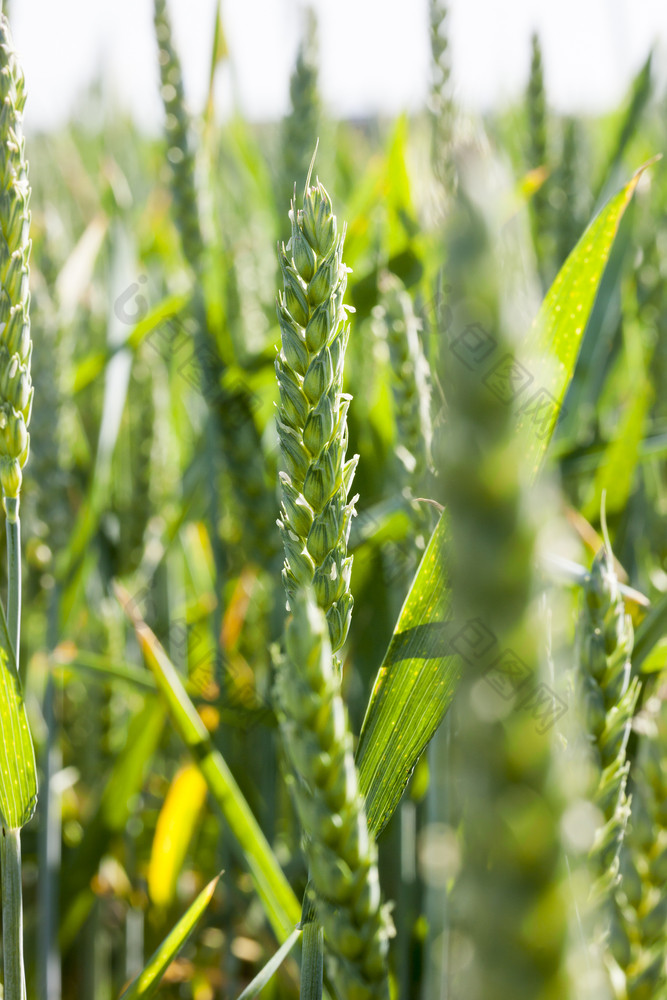 美丽的绿色阳光照亮小穗和叶子小麦日益增长的农业场绿色美丽的小麦