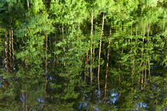 反射树与绿色饱和多汁的树叶的水的湖的银行哪一个这些植物成长关闭夏天反射树
