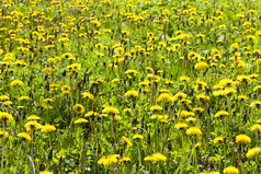 绿色草日益增长的农业场夏天时间照片关闭小深度场焦点黄色的蒲公英焦点黄色的蒲公英