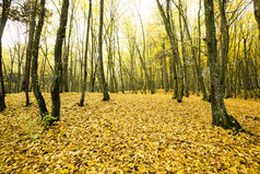 秋天公园与只树没有树叶的地面下降树叶秋天公园