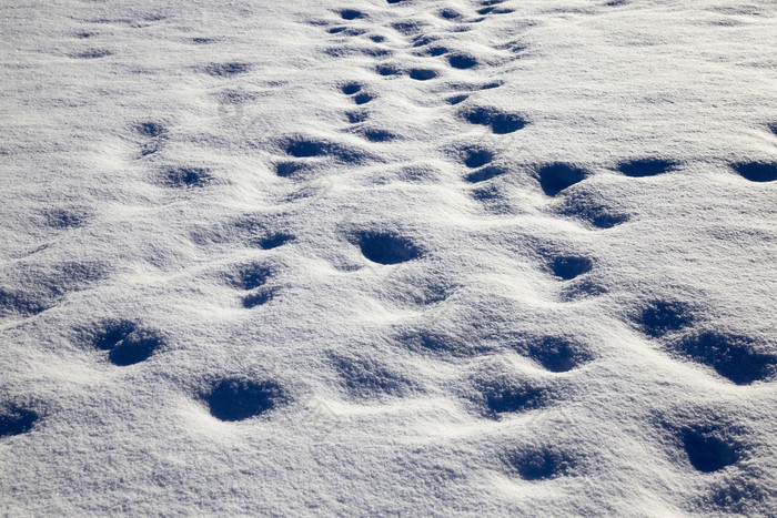 雪地里雪后大降雪的表面在那里是违规行为从痕迹人和土壤结构特写镜头雪地里雪后大降雪